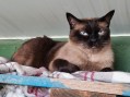 Coco (5)11